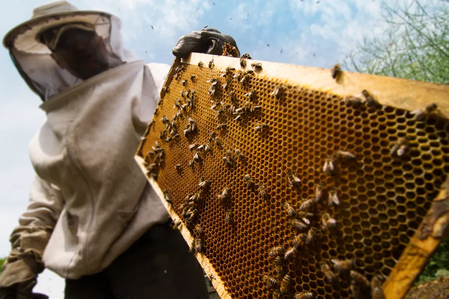 Professional Bee Control
