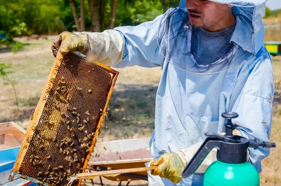 Bee Collection