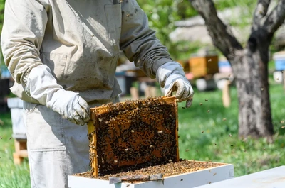 Bee Control