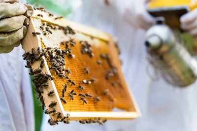 Bee Relocation