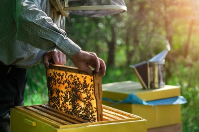 Bee Removal