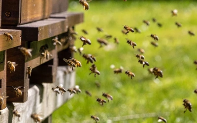 Bee Rescue